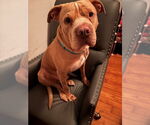 Small #8 American Pit Bull Terrier-Chinese Shar-Pei Mix