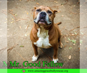 Bulldog-Unknown Mix Dogs for adoption in Pensacola, FL, USA