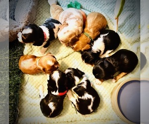 Cavalier King Charles Spaniel Litter for sale in BROOKLYN PARK, MN, USA
