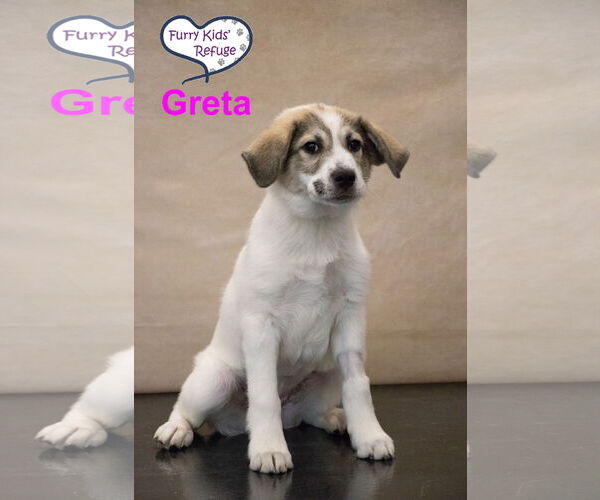 Medium Photo #2 Anatolian Pyrenees Puppy For Sale in Lee's Summit, MO, USA