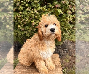 Cavapoo Puppy for Sale in MIDDLEBURY, Indiana USA