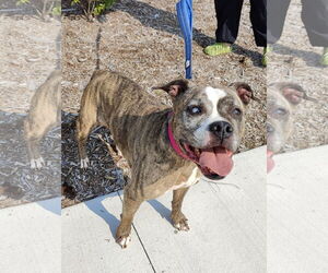 Boxer-Unknown Mix Dogs for adoption in St. Louis Park, MN, USA