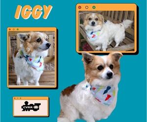 Papillon-Unknown Mix Dogs for adoption in Lindsay, CA, USA