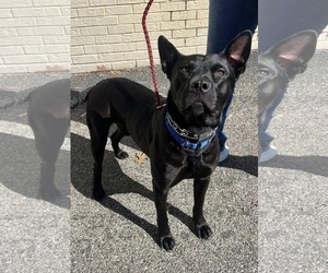 Dante - Male American Pit Bull Terrier-German Shepherd Dog Mix Dog for Adoption - Photo #14