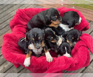 Black and Tan Coonhound-English Springer Spaniel Mix Puppy for sale in BOW, WA, USA