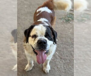 Bulldog-Saint Bernard Mix Dogs for adoption in Riverside, CA, USA