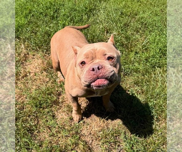 Medium Photo #7 American Bulldog-Unknown Mix Puppy For Sale in Muskegon, MI, USA