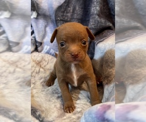 Chihuahua Puppy for sale in TWINING, MI, USA