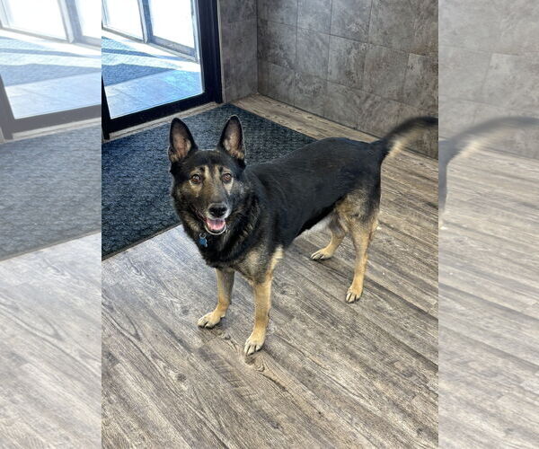 Medium Photo #4 German Shepherd Dog-Unknown Mix Puppy For Sale in Plainfield, IL, USA