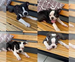 Boston Terrier Puppy for sale in SOUTHPORT, NC, USA