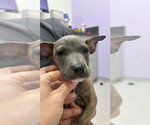 Small Photo #2 American Staffordshire Terrier-Unknown Mix Puppy For Sale in Holly Springs, NC, USA
