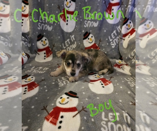 Medium Photo #10 Chizer Puppy For Sale in MONTEZUMA, GA, USA