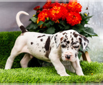 Small Photo #27 Great Dane Puppy For Sale in WAKARUSA, IN, USA