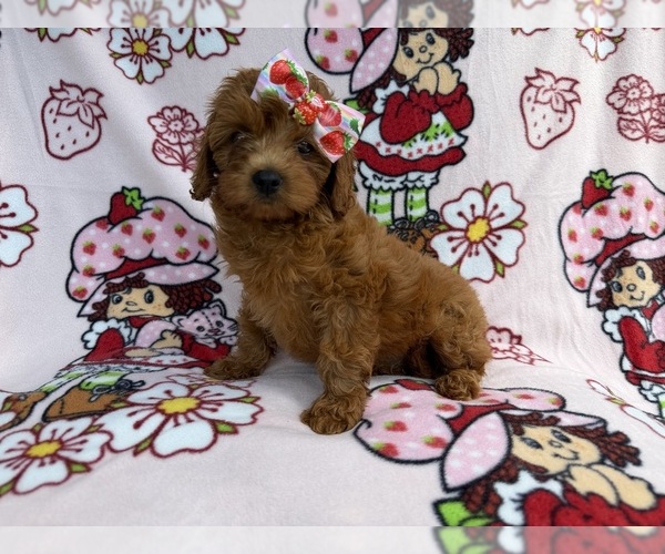 Medium Photo #5 Cavapoo (Miniature) Puppy For Sale in LAKELAND, FL, USA