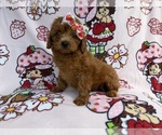 Small #4 Cavapoo (Miniature)