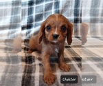 Small #1 Cavalier King Charles Spaniel
