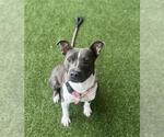 Small #1 American Staffordshire Terrier Mix