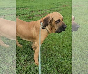 Taarna - Female Brazilian Mastiff Dog for Adoption - Photo #4