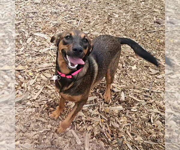 Medium Photo #1 Mutt Puppy For Sale in Bloomingdale, NJ, USA