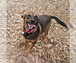 Mutt Dogs for adoption in Bloomingdale, NJ, USA