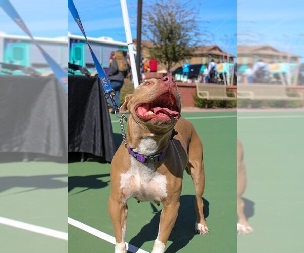 Medium Photo #7 Chinese Shar-Pei-Unknown Mix Puppy For Sale in Chandler, AZ, USA