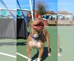 Small #6 Chinese Shar-Pei Mix