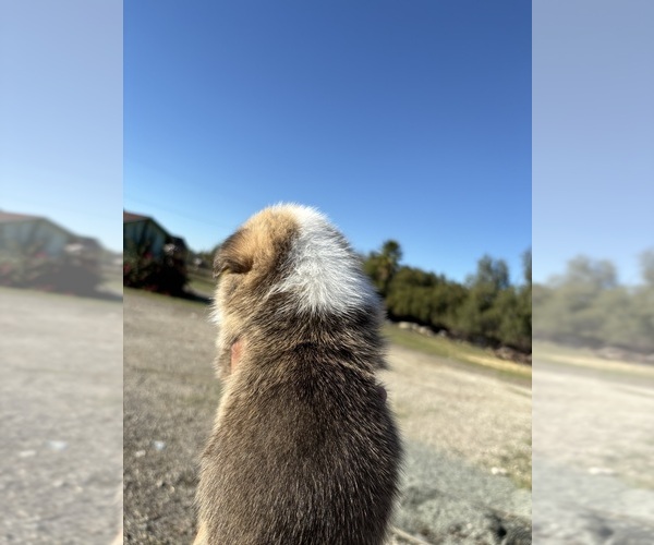 Medium Photo #5 Pembroke Welsh Corgi Puppy For Sale in OAKLEY, CA, USA