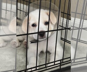 Ranger - Male Great Pyrenees-Unknown Mix Dog for Adoption - Photo #3