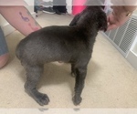 Small Photo #7 Cane Corso Puppy For Sale in BELGRADE, MT, USA