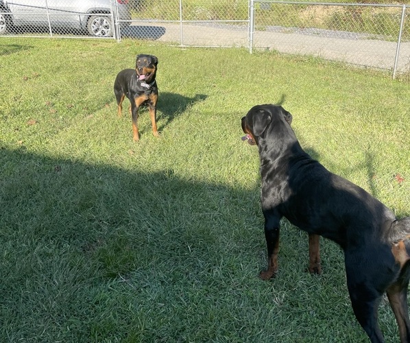 Medium Photo #1 Rottweiler Puppy For Sale in GILBERT, WV, USA