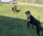 Small Photo #1 Rottweiler Puppy For Sale in GILBERT, WV, USA