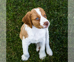 Small Photo #6 Brittany Puppy For Sale in WAKARUSA, IN, USA