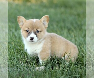 Pembroke Welsh Corgi Puppy for sale in CHRISTIANA, PA, USA
