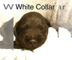 Small #2 Goldendoodle-Labrador Retriever Mix