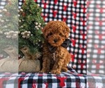 Small Photo #2 Poodle (Toy) Puppy For Sale in OXFORD, PA, USA
