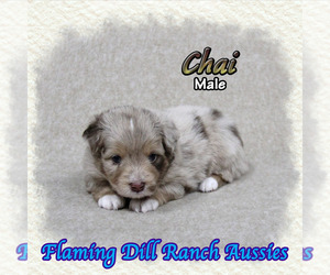 Miniature Australian Shepherd Puppy for sale in FORESTBURG, TX, USA
