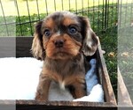 Puppy Puppy 1 Cavalier King Charles Spaniel