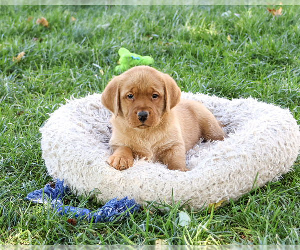 Medium Photo #3 Labrador Retriever Puppy For Sale in SYRACUSE, IN, USA