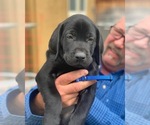 Small Photo #14 Labrador Retriever Puppy For Sale in TRACY, CA, USA