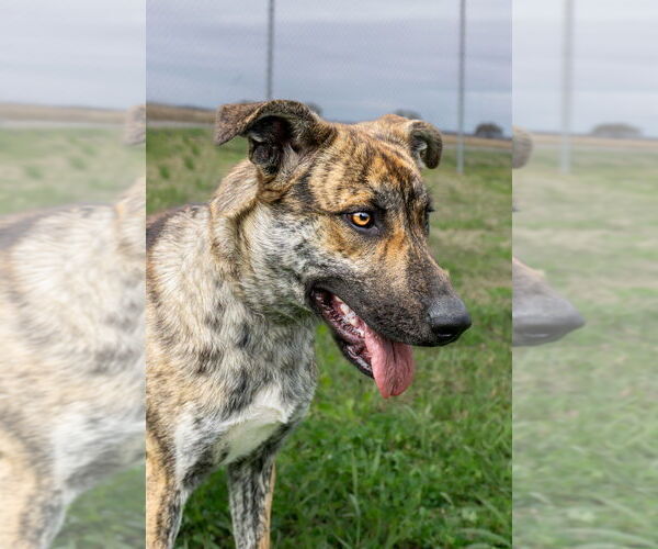Medium Photo #2 Mutt Puppy For Sale in Abbeville, LA, USA