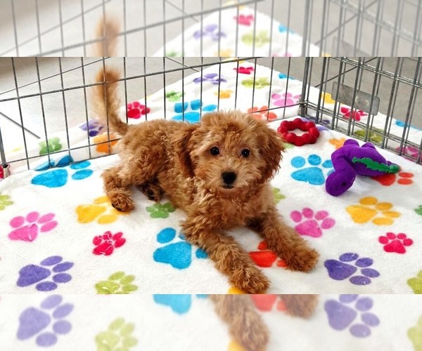 Medium Photo #5 Cavapoo mix (+ Poodle Miniature) Puppy For Sale in ORO VALLEY, AZ, USA
