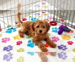Amber - Female Cavapoo mix (+ Poodle Miniature) Puppy for Sale - Photo #5