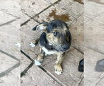 Small Plott Hound Mix