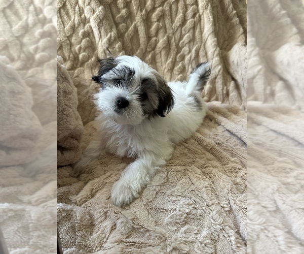 Medium Photo #6 Mal-Shi Puppy For Sale in ROGERS, MN, USA