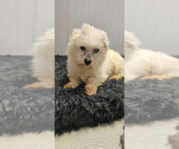 Medium Photo #8 Maltese Puppy For Sale in Studio City, CA, USA