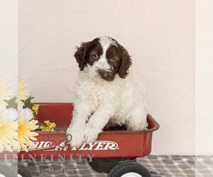 Cavapoo Puppy for sale in GAP, PA, USA