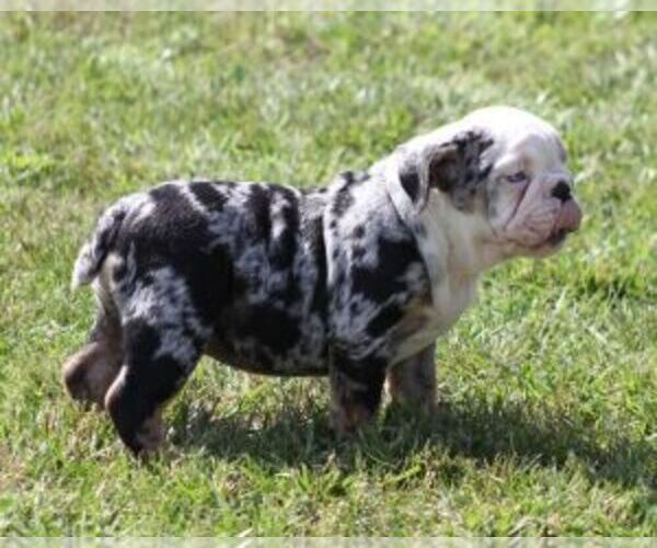 Medium Photo #6 French Bulldog Puppy For Sale in MARSHFIELD, MO, USA