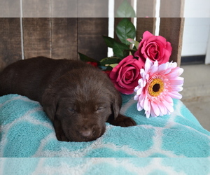 Medium Labrador Retriever