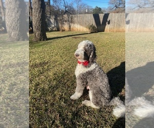 Mother of the Goldendoodle puppies born on 12/24/2023