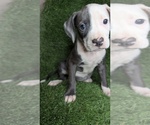 Image preview for Ad Listing. Nickname: Zuri